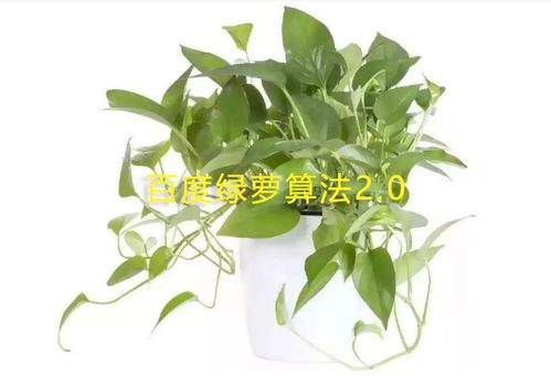 綠蘿算法2.0是什么？怎么應(yīng)對綠蘿算法2.0？